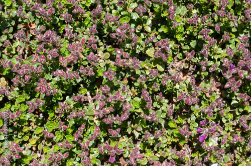 pink flowers background