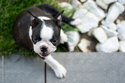 Fototapeta Naklejka Na Ścianę i Meble -  bulldog puppy