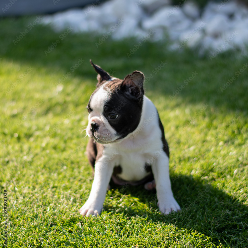 french bulldog puppy sitting on the grass