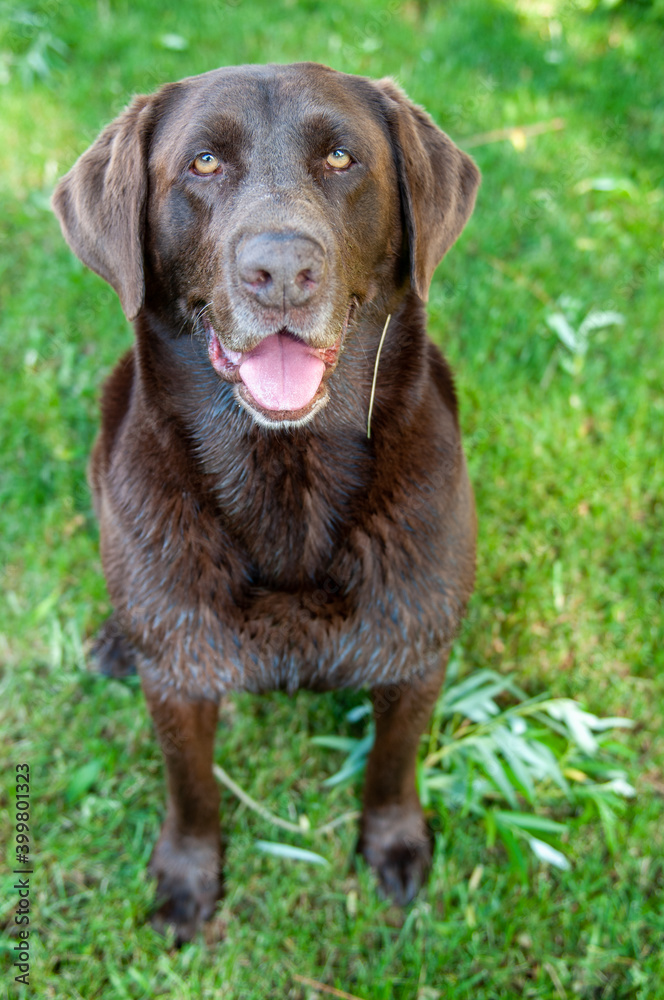 chocolate labrador retriever