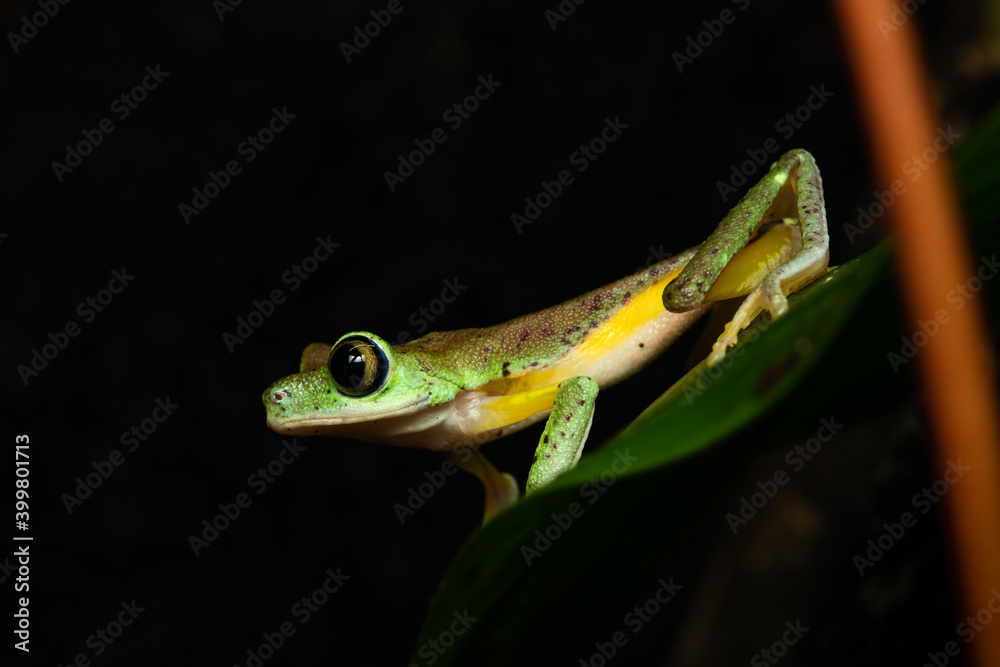 Obraz premium Closeup of a lemur leaf frog on a plant