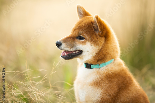 Foto Cute red shiba inu dog sitting in the meadow at sunset