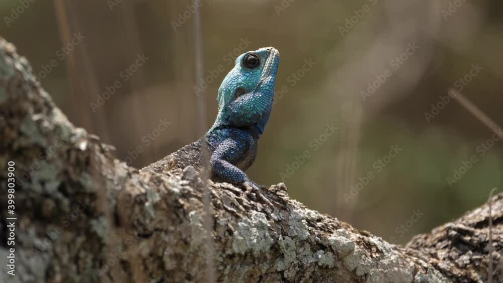 Southern Agama tree lizard on sunny tree branch looks for prey Southern Agama tree lizard on sunny tree branch looks for prey