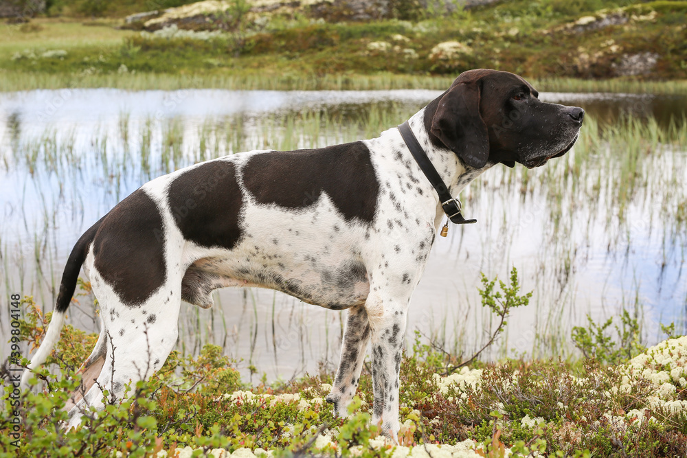 Dog english pointer