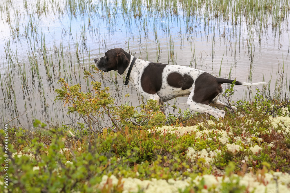 Dog english pointer