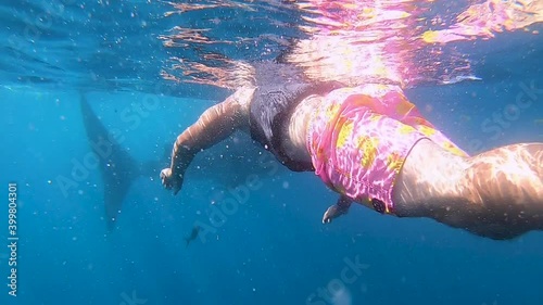 Snorkels on the surface following a whale shark photo