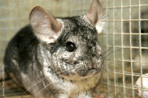 Gray chinchilla in cage