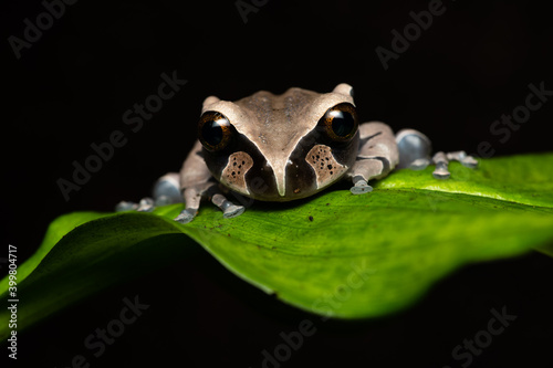 Young spiny-headed treefrog on a leaf photo