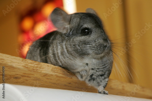 Gray chinchilla in cage