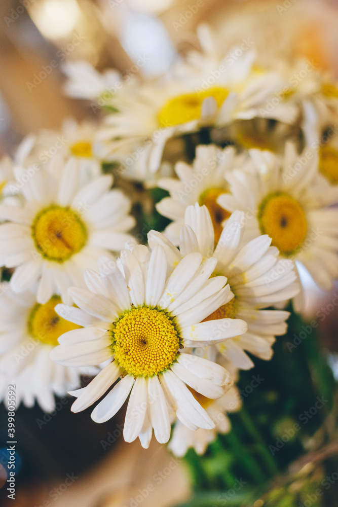 Obraz premium Bouquet of daisies on colorful background. Close-up. Macro.