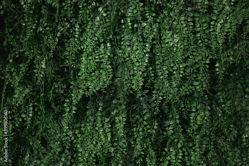 Green grass textured background wall, close up 