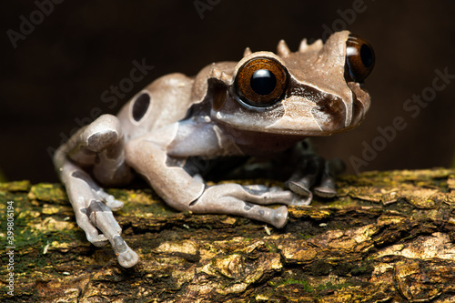 Closeup of a spiny-headed treefrog on a branch