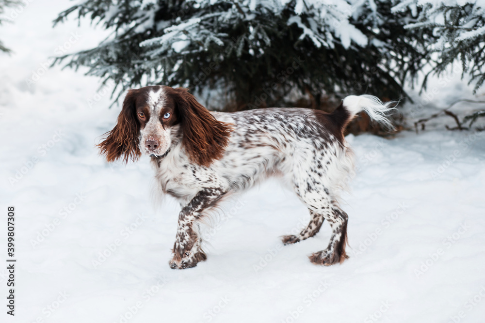 Chocolate spaniel with different eyes standing in winter. Side view.