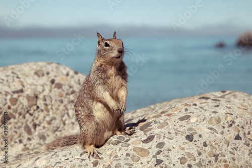 Portrait of a cute spotted squirrel on a large rock against a blue ocean background. Rodents  animals and wildlife.  