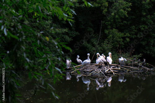 Pelicans  © Валентина Горбатова