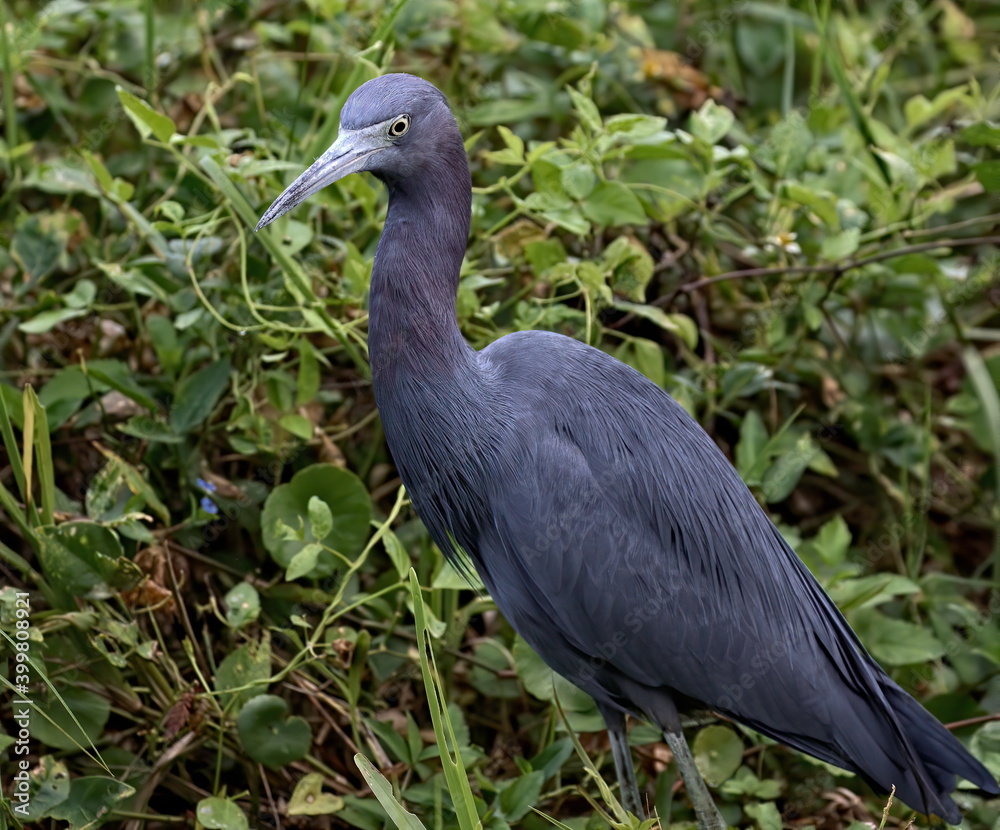 Fototapeta premium Little blue heron walking through the foliage.