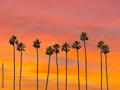A group of towering palm trees with sunset sky in Los Angeles, California.