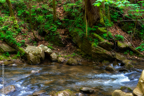 Creek flowing through shady forest