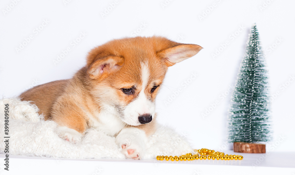 welsh corgi puppy in a white fluffy blanket