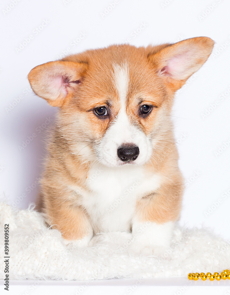 welsh corgi puppy in a white fluffy blanket