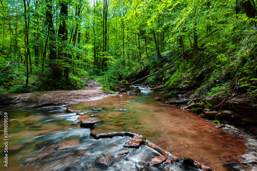 Принти на полотні Creek flowing through shady forest