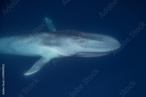 Blue whale underwater