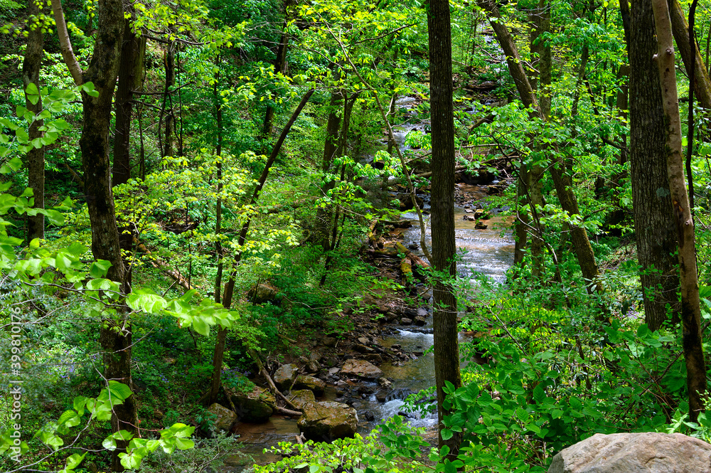 Fototapeta premium Creek flowing through lush spring forest