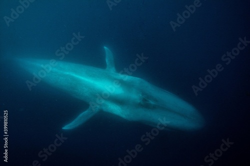 Blue whale underwater © Stanislav