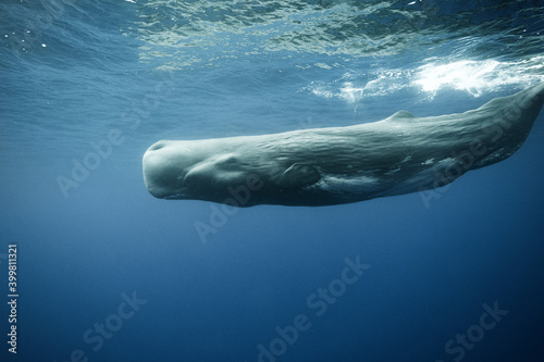 Sperm whales underwater photo