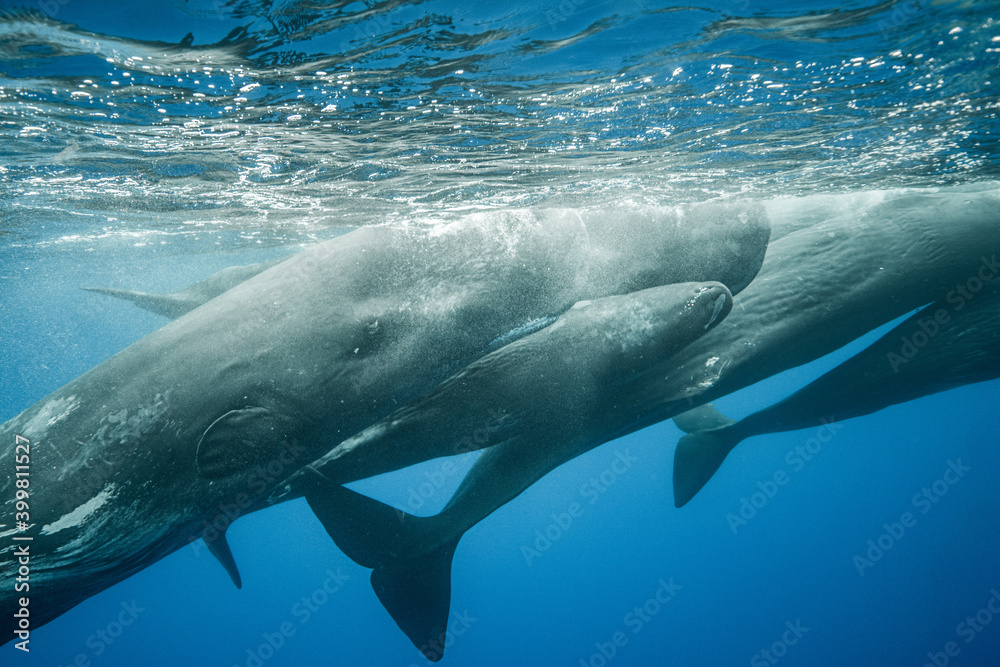 Naklejka premium Sperm whales underwater
