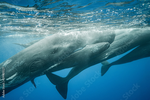 Sperm whales underwater