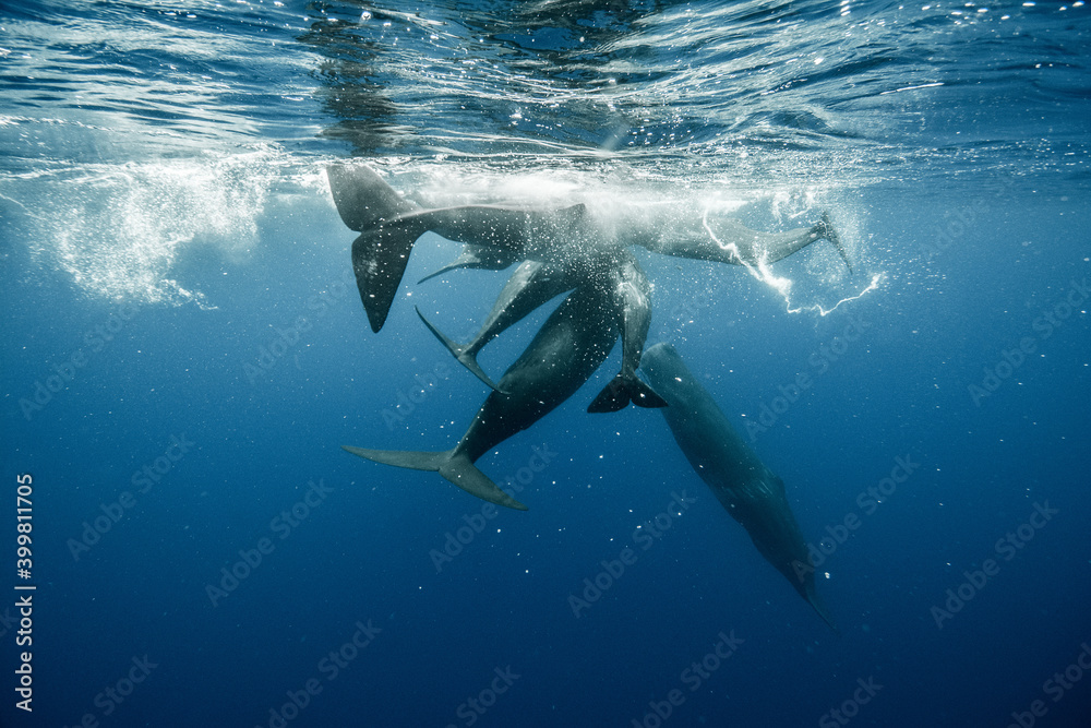 Fototapeta premium Sperm whales underwater