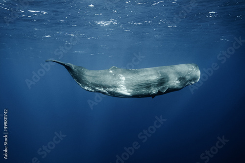 Fotobehang Sperm whales underwater