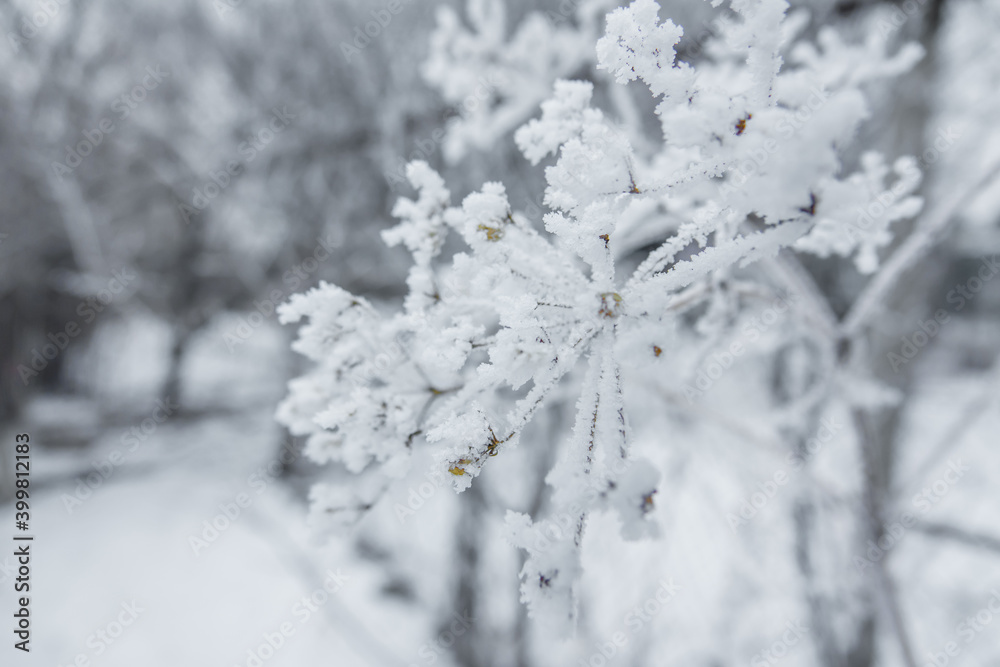Frost on dry branches Frost on dry branches