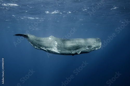 Sperm whales underwater photo