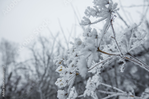 Dry Twigs in Frost