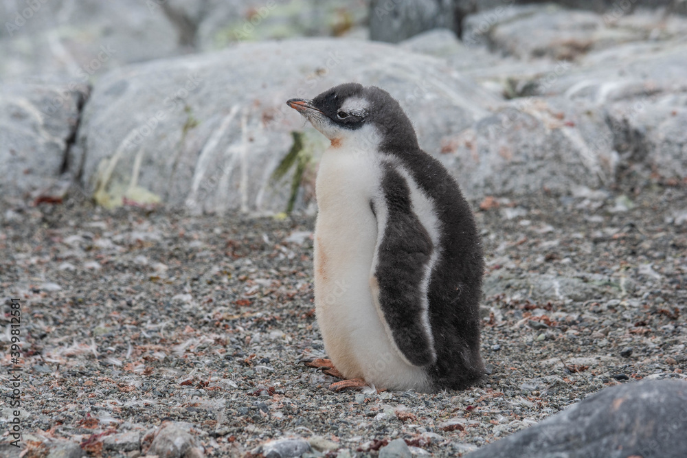 Fototapeta premium Funny cute penguins