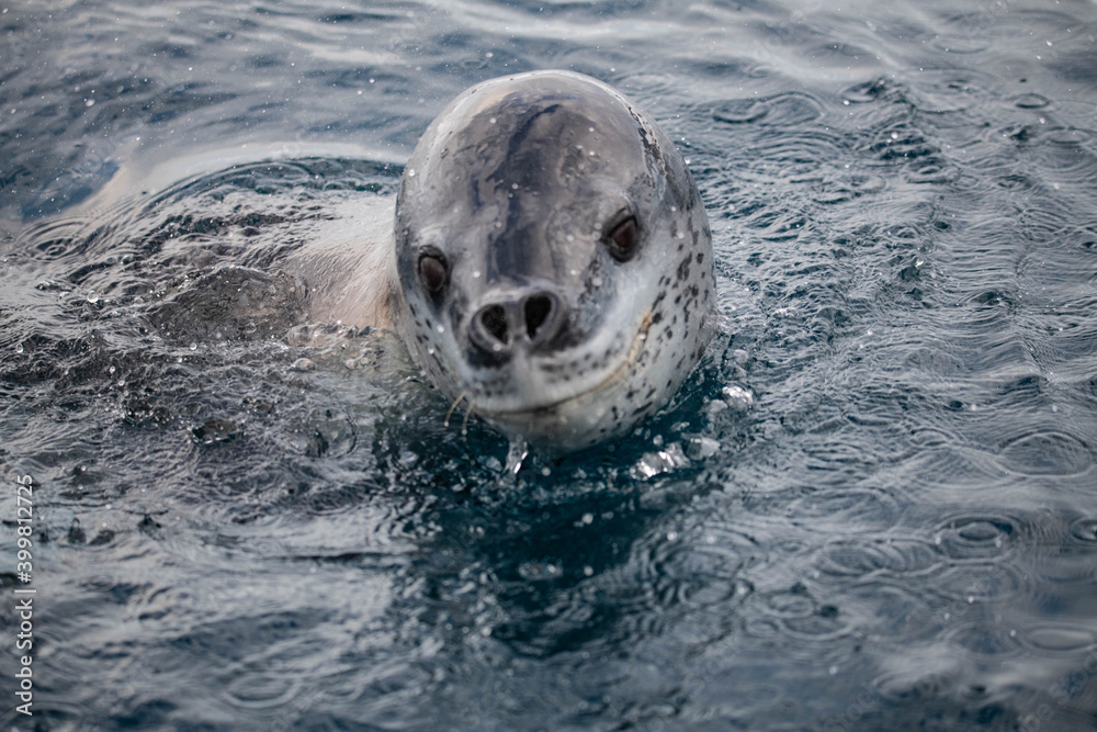 Obraz premium Leopard seal iunderwater