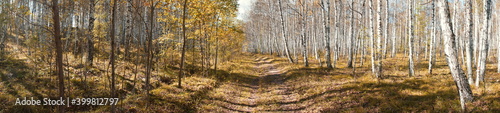 A country road runs through the forest among white birches and larch trees on a sunny autumn day.