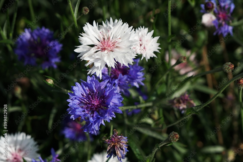 Obraz premium Blue and white flowers Cornflower (lat. Centauréa) against foliage on a sunny summer day.