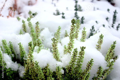 Photos Heidekraut im Schnee