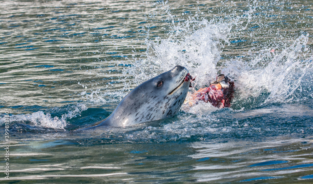 Fototapeta premium Leopard seal predation on penguin