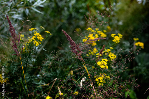 Fototapeta Naklejka Na Ścianę i Meble -  Yellow flowers in the grass