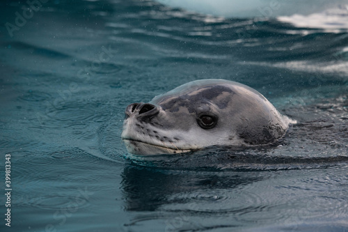 Leopard seal on the ice