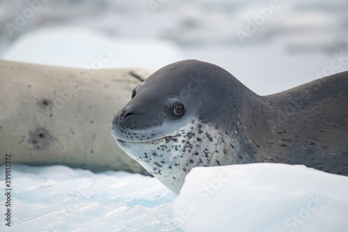 Leopard seal on the ice