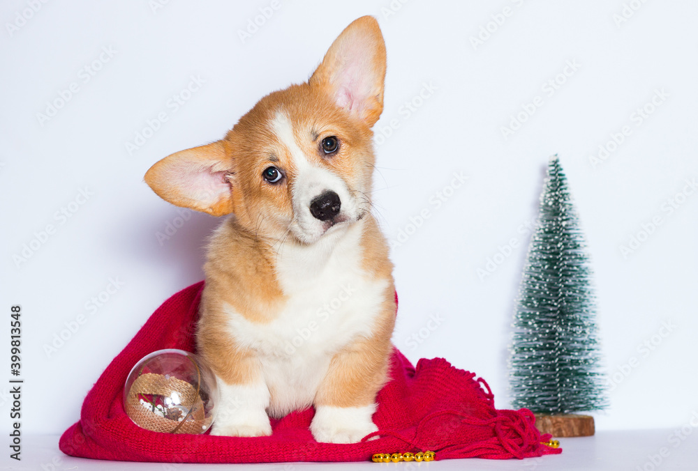welsh corgi puppy on a red blanket in a christmas background welsh corgi puppy on a red blanket in a christmas background