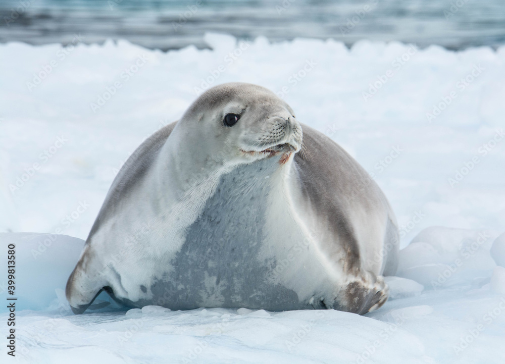 Fototapeta premium Seal on the ice