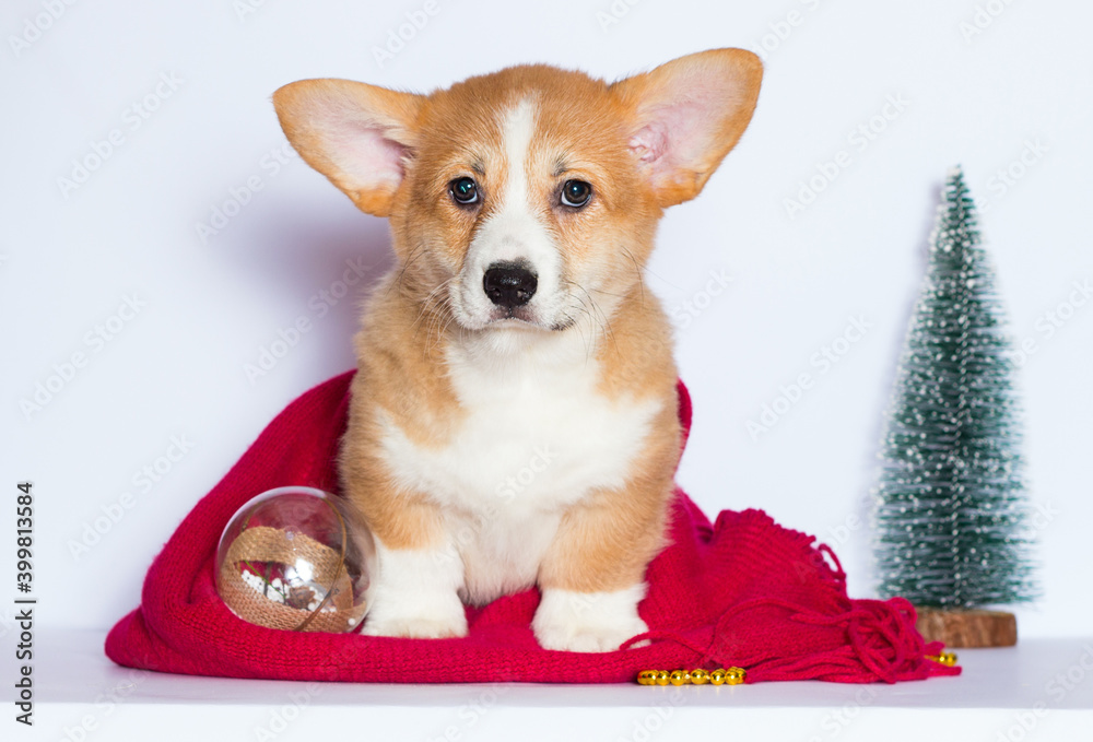 welsh corgi puppy on a red blanket in a christmas background