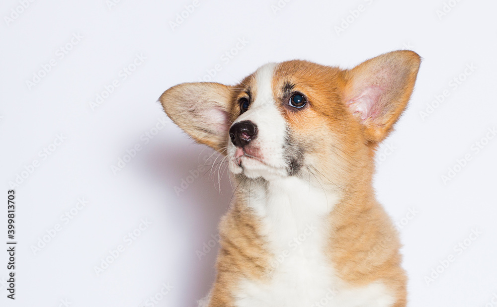 welsh corgi puppy looking sideways
