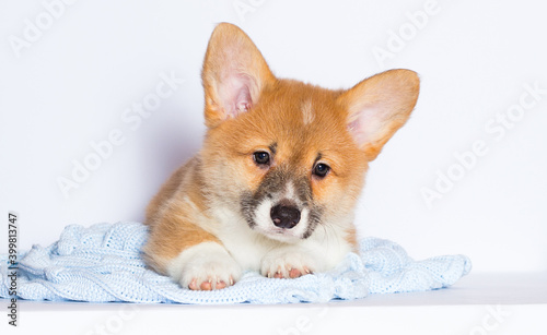 welsh corgi puppy on a blue blanket